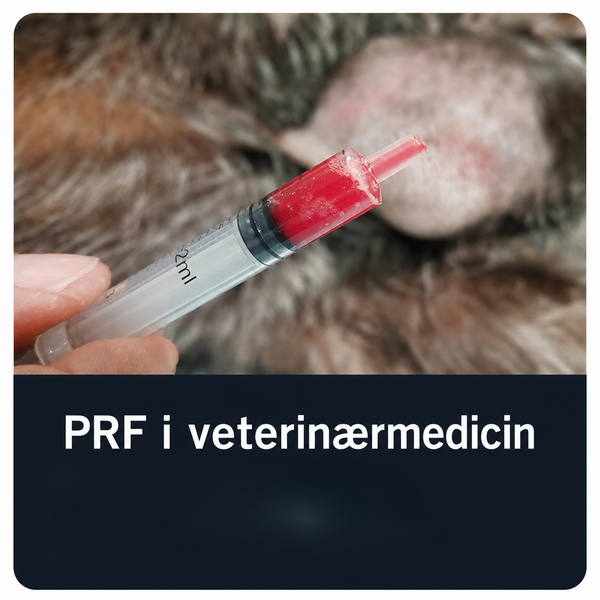 PRF in veterinary medicine