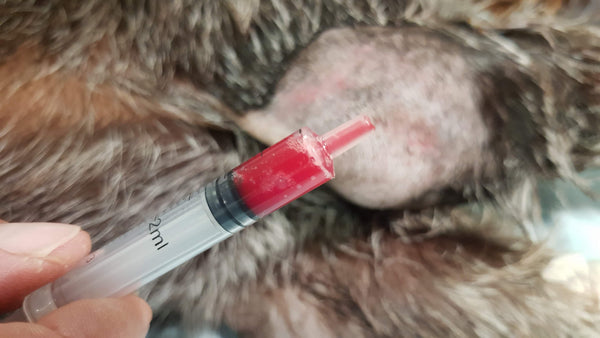 PRF i veterinærmedicin
